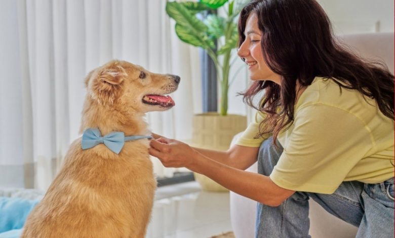 Top Rated Pet-Friendly Hotels With In-Room Pet Amenities 2025